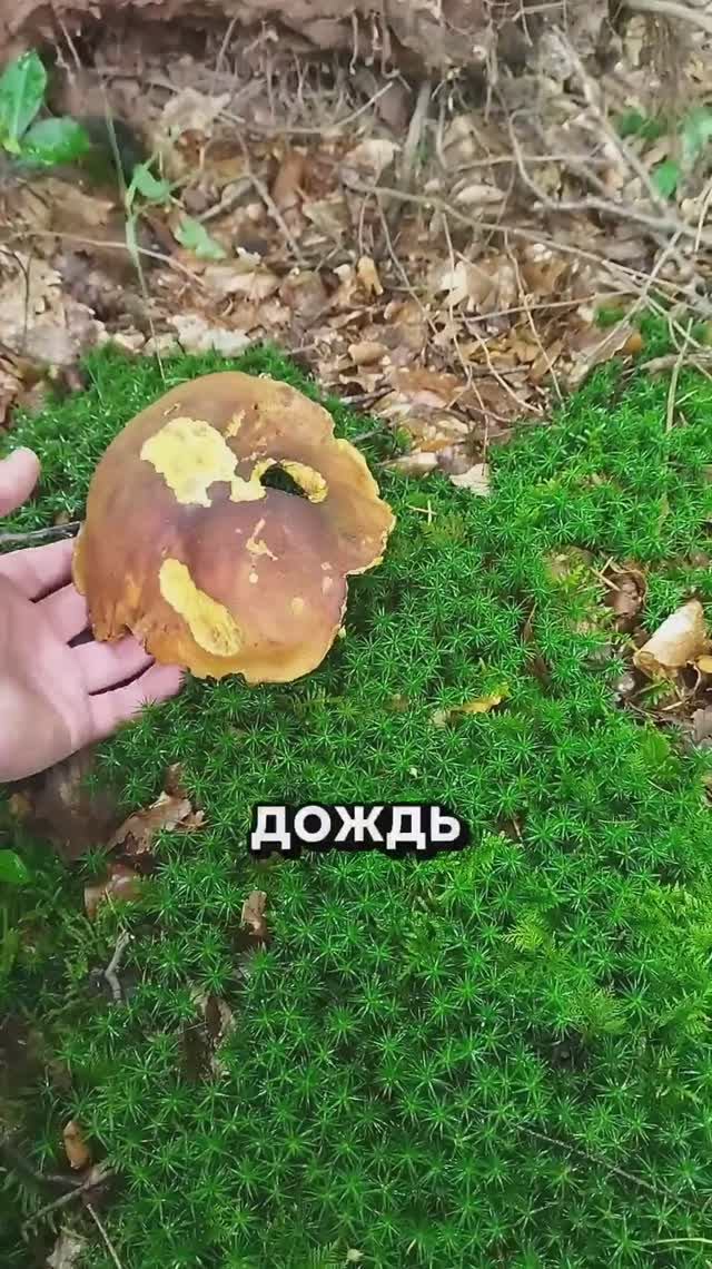 "что ты любишь?" (очень красивое стихотворение Александра Введенского)