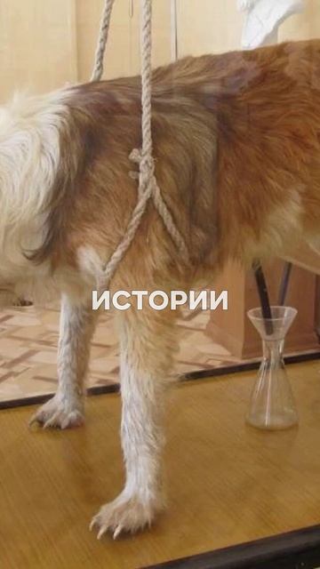 ПЕРВАЯ НОБЕЛЕВКА РОССИИ! 🏆 Как открытия Павлова изменили ВСЁ? #Наука #История