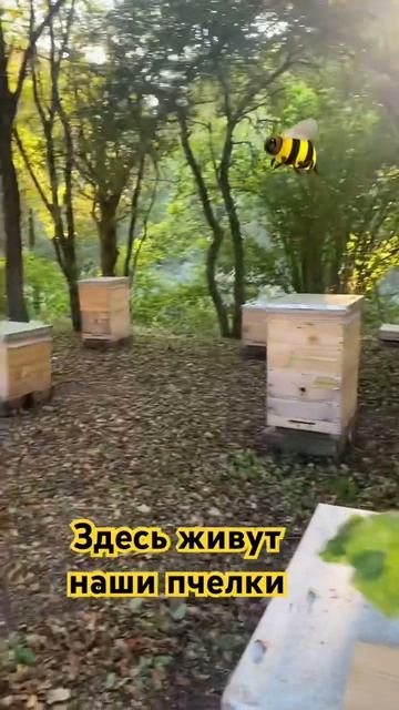 Пасека Экоконтроль dez-delo.ru