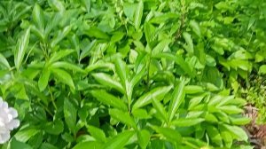 Пионы. Июнь . Лето в Москве