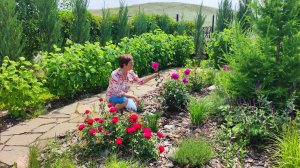 Наш сад в середине июня. Входная клумба, хвойные и др.