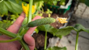 ОГУРЦЫ ПЛОДЯТ БЕЗ ОСТАНОВКИ. Подкормите так огурцы и не увидите ни одной жёлтой завязи!