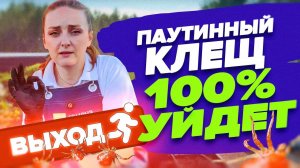 КАК СПАСТИ БАКЛАЖАНЫ ОТ ПАУТИННОГО КЛЕЩА?