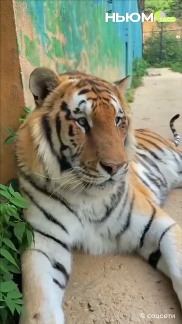 "Тигроведение" появится в школах Приморья. На занятиях ребята узнают о повадках амурского тигра. смотреть онлайн