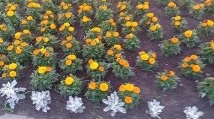 Цветочки 17-06-2025