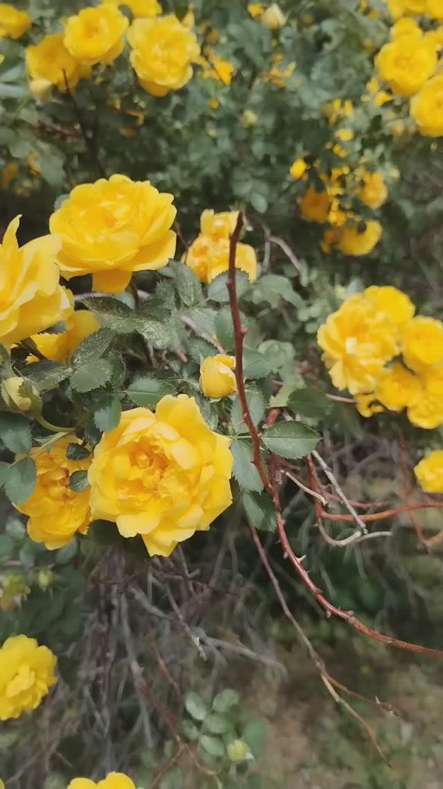 Жёлтая роза или шиповник? смотреть онлайн