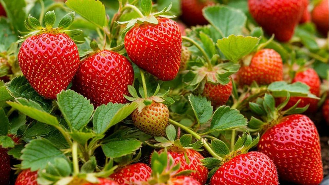 Экспериментальная клубника. смотреть онлайн