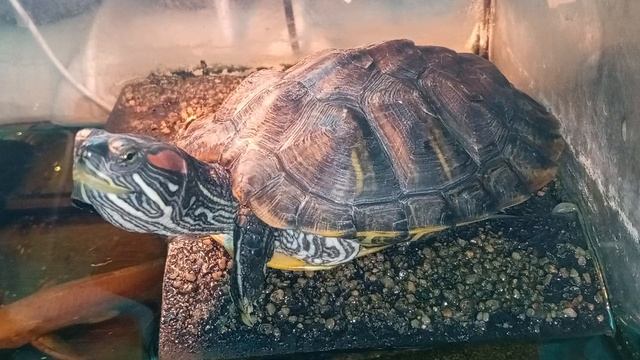 Красноухая черепаха 🐢 греется 17-06-2025 смотреть онлайн