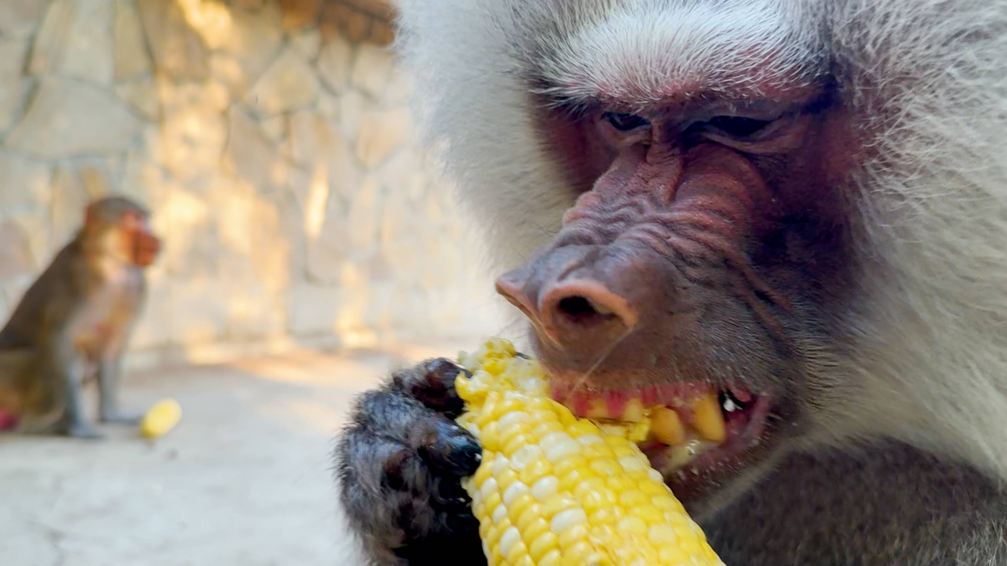 Можем смело в лес ходить - НАС БОЯТСЯ ВОЛКИ! Елисей скоро будет у Лиды еду отрабатывать! Очень добр! смотреть онлайн