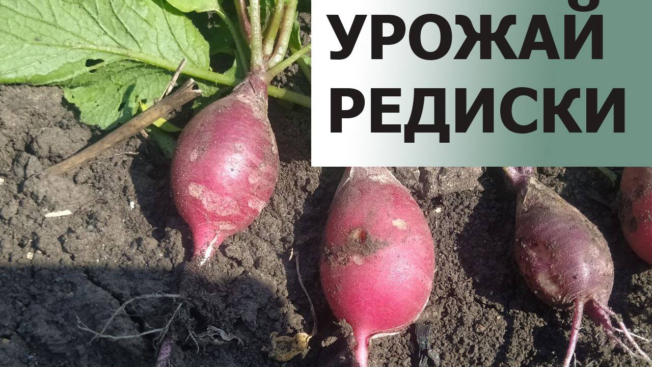 Урожай редиски