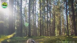 Барсук в заповеднике "Кивач". 14.06.2025.