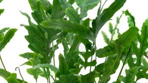 №73 Обзор. Флебодиум Блю Стар. 7 месяцев после пересадки.