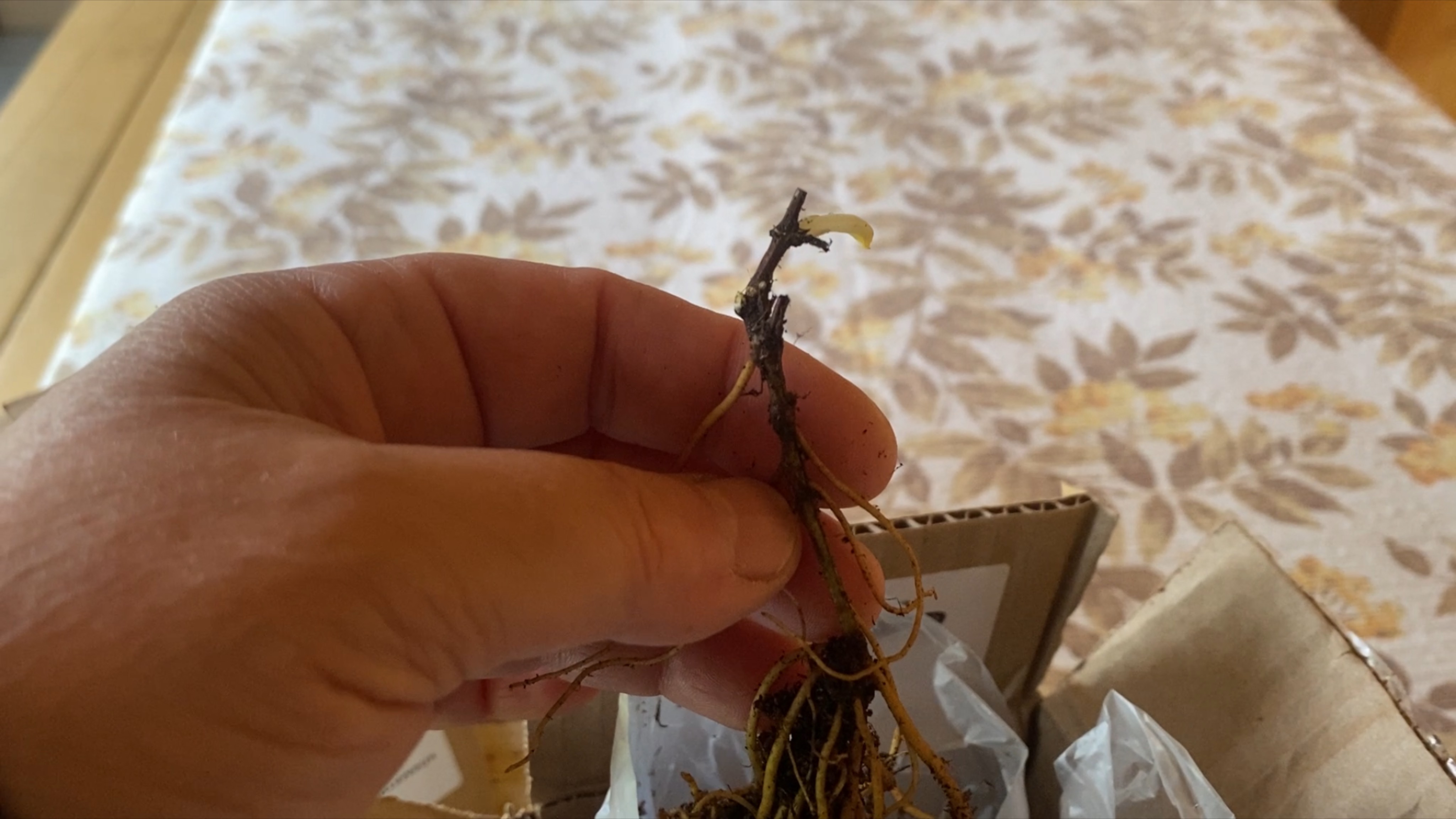 День ватрушек. Полюбились княжики. Новые жильцы. смотреть онлайн