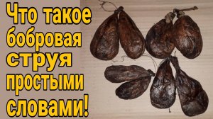 Что такое струя бобра это простыми словами! Струя бобра какая польза? Купить бобр струю. Бобр струя