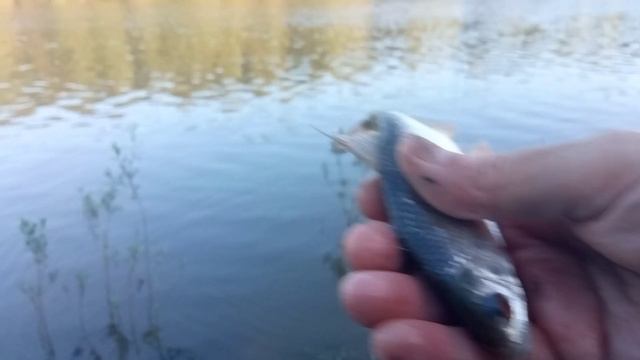 Река Обь, протока. Вода пошла на спад, рыба начала клевать. смотреть онлайн