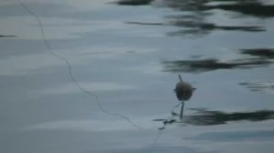 Вечерняя Рыбалка на поплавок, на донку, на окуня.