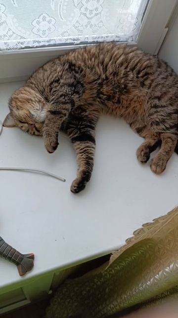 Доброе утро, Барся! смотреть онлайн