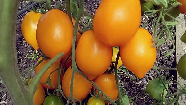 ВЕРШИННАЯ ГНИЛЬ томатов - еще одно средство МГНОВЕННОГО действия. Часть 2. смотреть онлайн