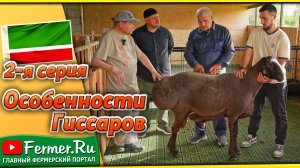 Гиссарские бараны: от Таджикистана до Чечни – секреты разведения и содержания. Стандарт гиссаров.