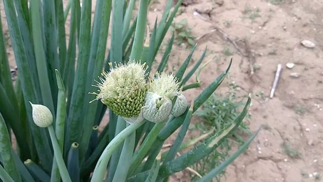 10. Республика Алтай. Сбор лука Батун в Урочище Кур-Кечу. 17 июня 2025 г. смотреть онлайн