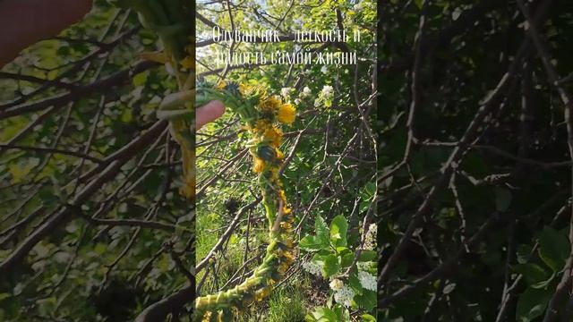 Солнечный венок