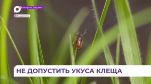 В Приморье каждый второй клещ является переносчиком опасной инфекции