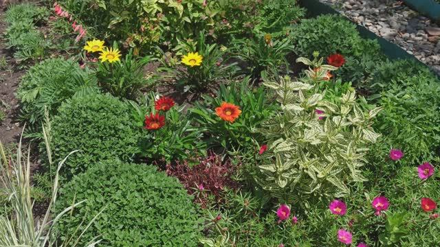 Продолжаю обзор цветника. смотреть онлайн