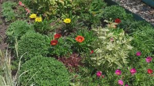 Продолжаю обзор цветника.