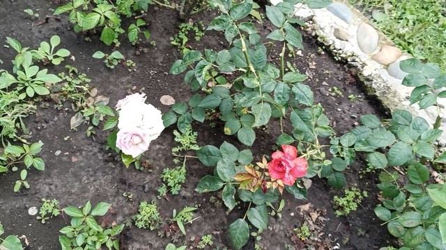 17.06.25. Динская. Дождь, дождь, дождь смотреть онлайн