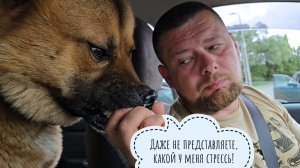 Пёс Кубик ездил к ветеринару в дальние дали проверять своё сердце и потрошка