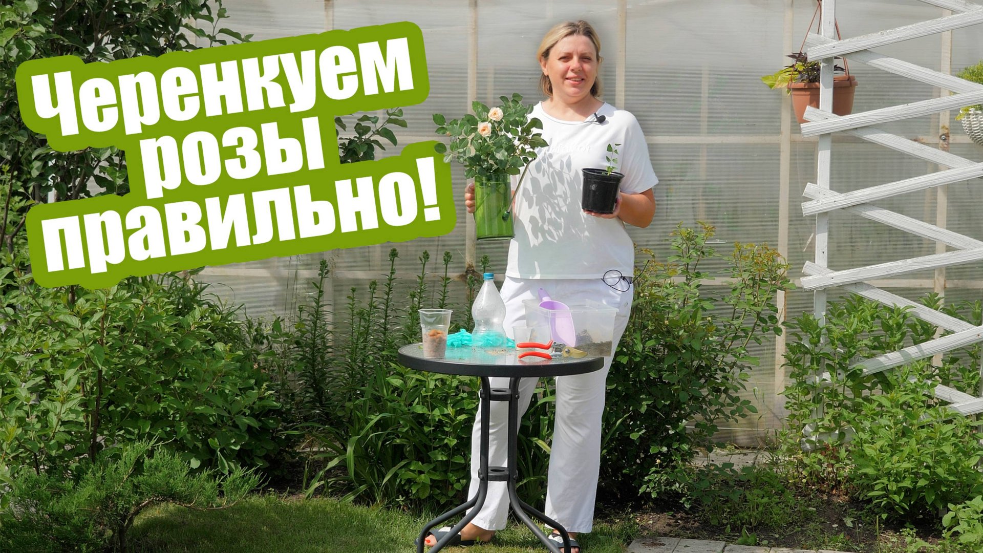 Мастер-класс как черенковать розы летом смотреть онлайн
