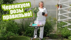 Мастер-класс как черенковать розы летом