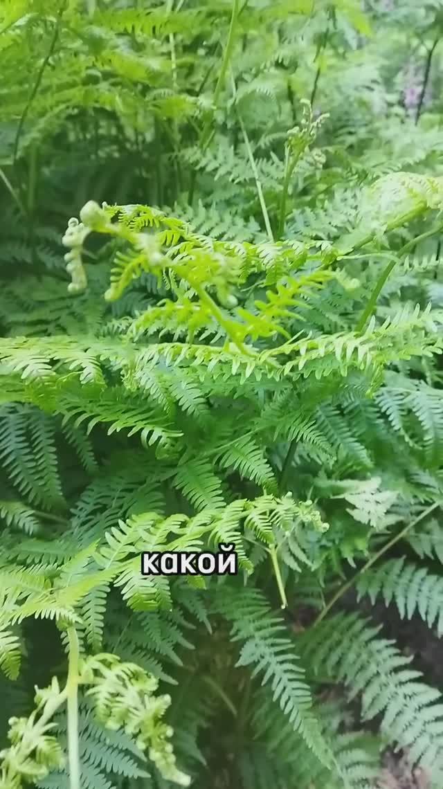 девственный лес, нетронутый человеком