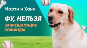 ЗАПРЕЩАЮЩИЕ КОМАНДЫ / НЕТ, ФУ, НЕЛЬЗЯ, СТОЙ! / КАК ПРАВИЛЬНО НАУЧИТЬ БЕЗ КРИКОВ И ЗАПУГИВАНИЯ