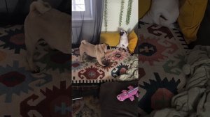 Неведома зверушка