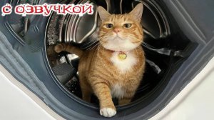Приколы_с_котами!_С_ОЗВУЧКОЙ!_Коты,_кошки,_собаки_и_ДРУГИЕ_Смешные видео о животных