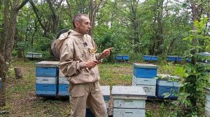 Замена матки в основной семье с помощью маточника.