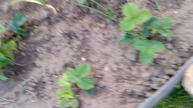 показываем дачу смотреть онлайн