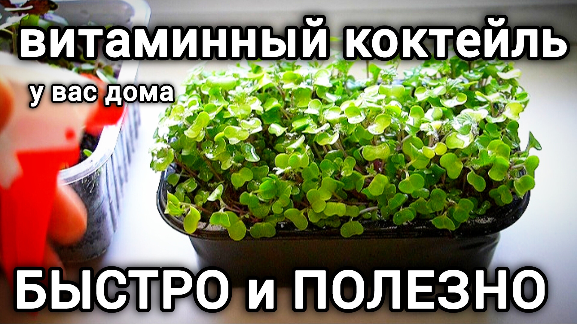 Микрозелень: секрет быстрого роста смотреть онлайн