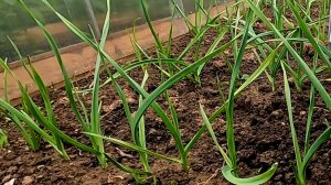 Важная подкормка ярового чеснока для отличного урожая!!