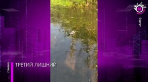 ТРЕТИЙ ЛИШНИЙ+лого