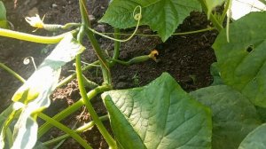 Деревенская жизнь. НЕ УСТАЛИ СЧИТАТЬ ЧУЖИЕ ДЕНЬГИ.?