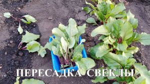 ПЕРЕСАДКА РАССАДЫ СВЁКЛЫ ПРИ ПРОРЕЖИВАНИИ.