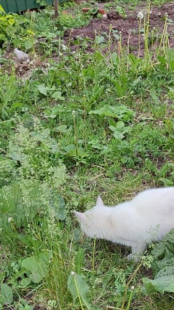 Кошка испугался. #шорты 4k смотреть онлайн