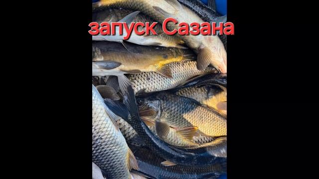 запуск Сазана смотреть онлайн