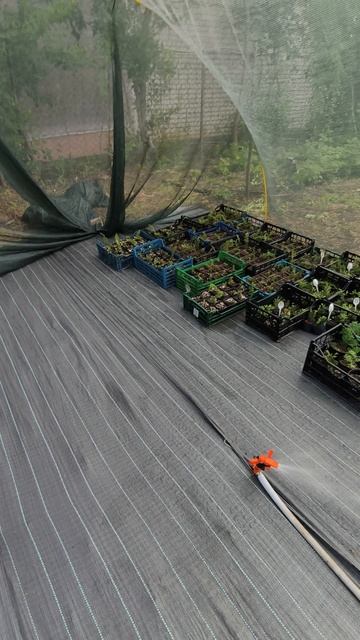 Заполняю контейнерную станцию саженцами хвойных🌱 смотреть онлайн