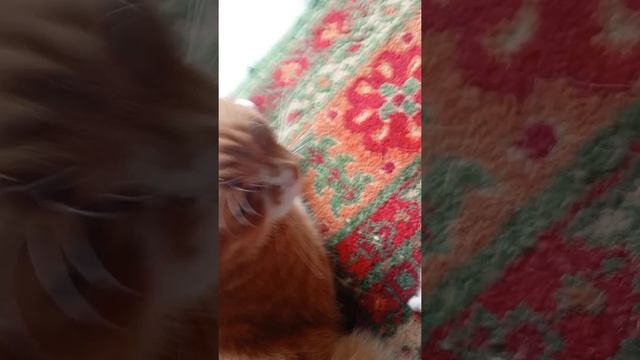 Знакомство с хозяйкой смотреть онлайн