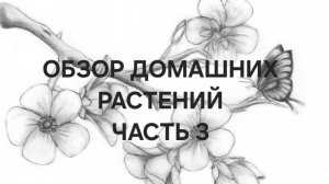 Обзор домашних растений часть 3