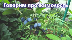 Беседа о жимолости