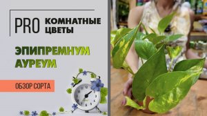 Эпипремнум Ауреум. Обзор сорта. Самый обычный и неприхотливый в уходе. Знакомая с детства лиана.